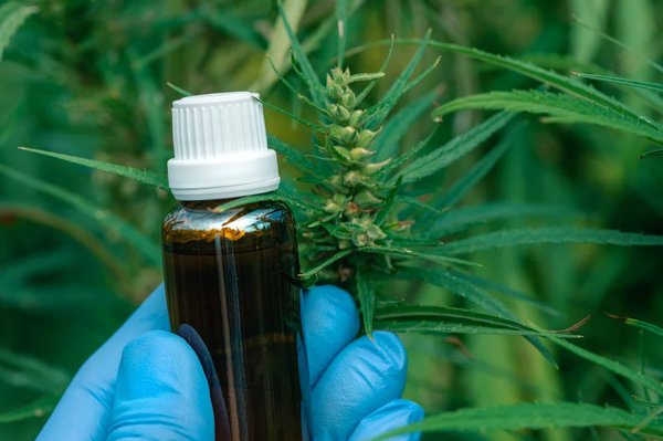 What's the Latest Research on the Effects of CBD on Recovery in Contact Sports?