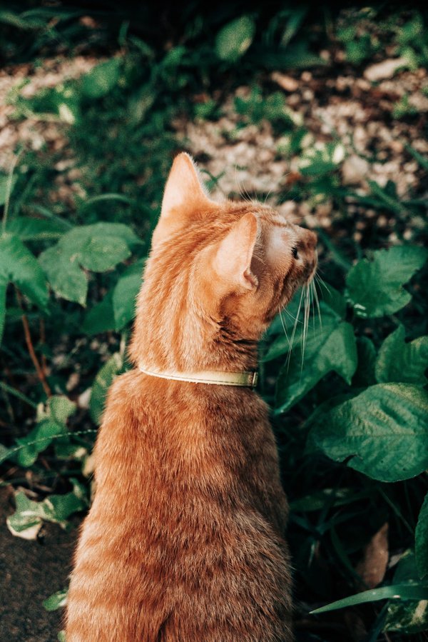 How Does Actively Participating in Community Gardens Impact Physical Activity and Social Well-being?